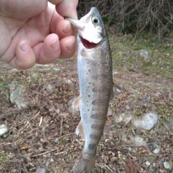 甘くない渓流管釣り